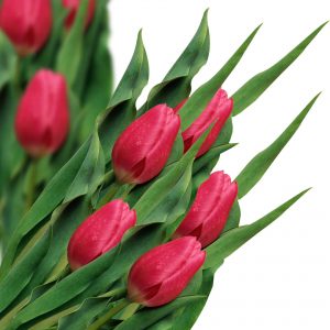 3 - Tulipes du printemps