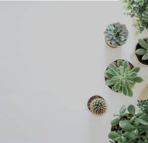 Plantes vertes et fleuries