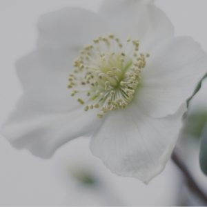 Prompt rétablissement